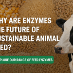 Why Are Enzymes the Future of Sustainable Animal Feed?