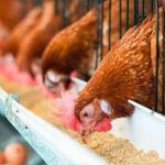 7 Powerful Poultry Feed Enzymes: Benefits, Types and Applications in Modern Poultry Nutrition