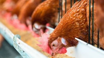 Poultry Feed Enzymes