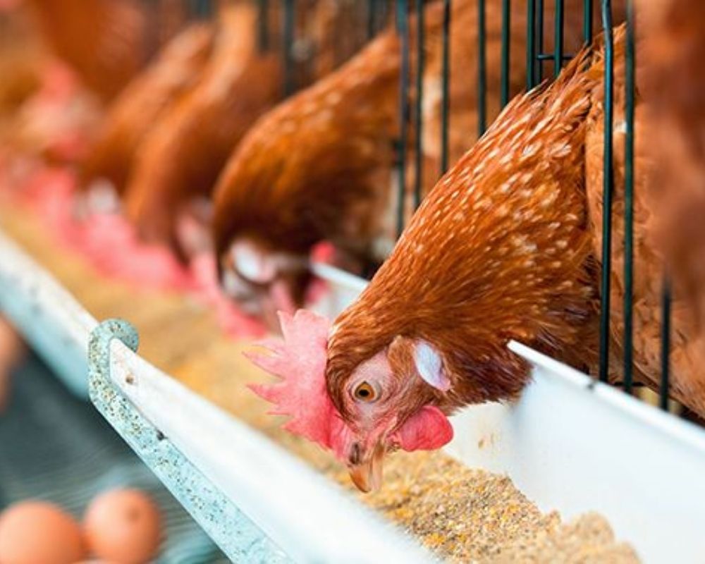 Poultry Feed Enzymes